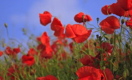 Soldier rememberance