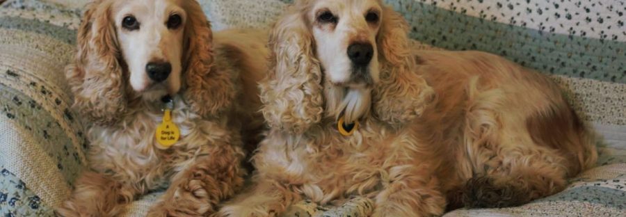 behaved_dogs
