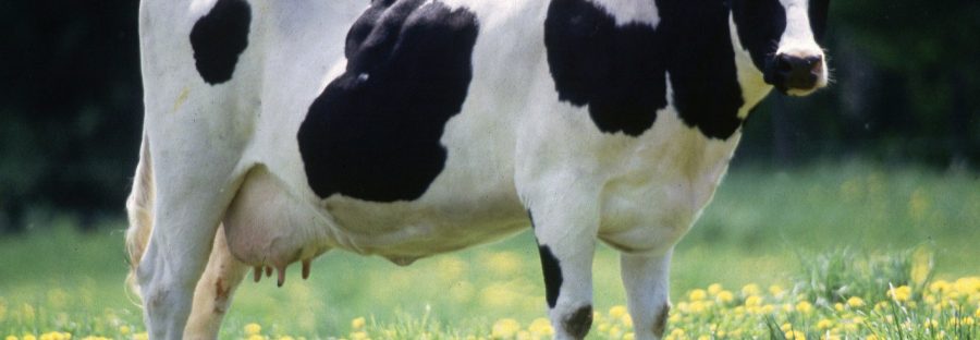 cow_commons