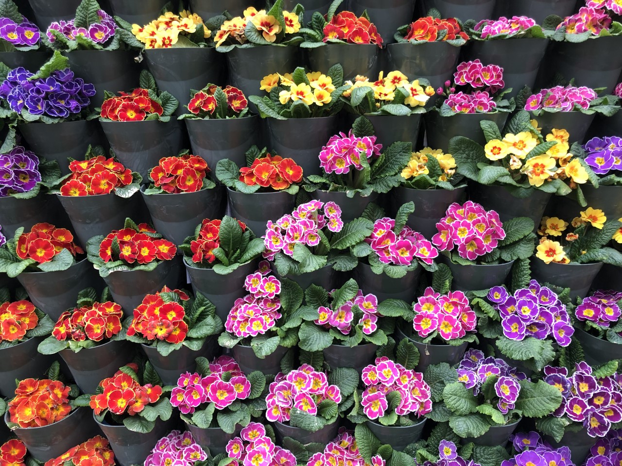 flowers