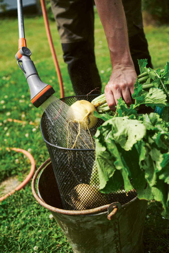 Someone washing fresh vegetables from a garden.